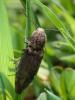 Actenicerus sjaelandicus